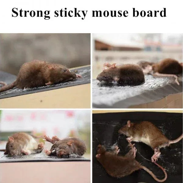 Mouse Trap Sheet - Eazzy Store
